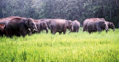 Wild elephants kill a woman in Laokhowa, Assam