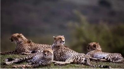 12 cheetahs from SA arrive at Kuno National Park, MP