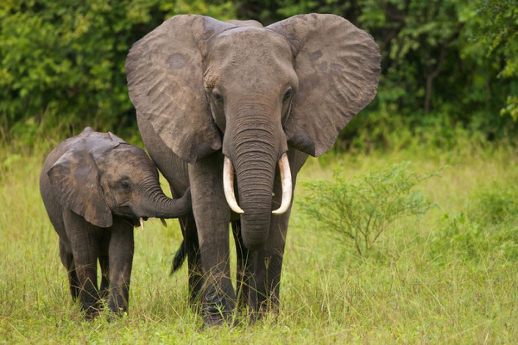 Assam govt has deployed elephants to chase away rhinoceros in Majuli