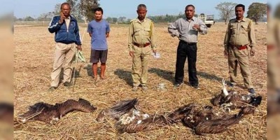 4 Himalayan Griffon vultures found dead in Assam