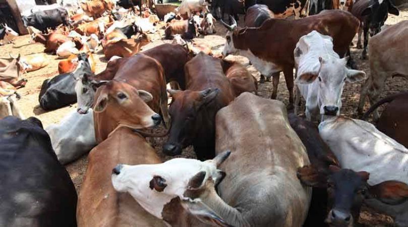 Rajasthan government amends Rajasthan Bovine Animal Act