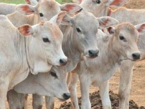 Uttar Pradesh police attacked by cow vigilantes in Firozabad once again