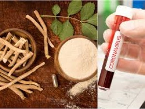 Anti-viral potential is being explored in the fight against the virus in Ayurvedic formulations.