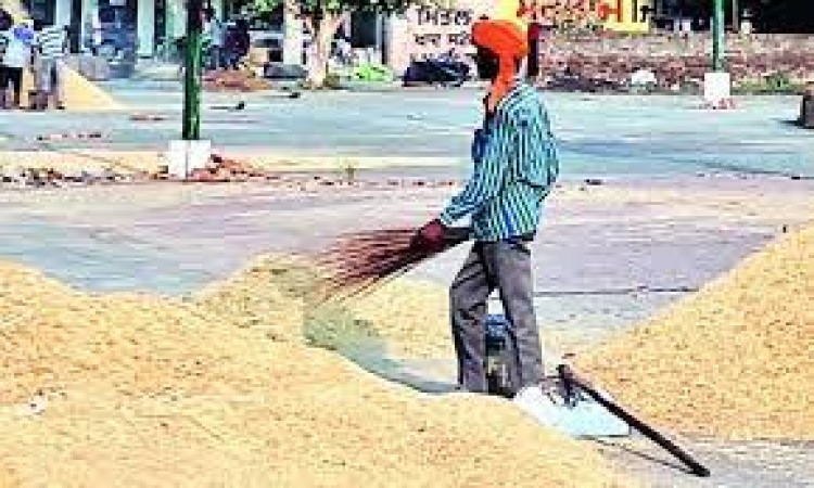 Centre limits rice procurement from Chhattisgarh likely to hit NYAY scheme