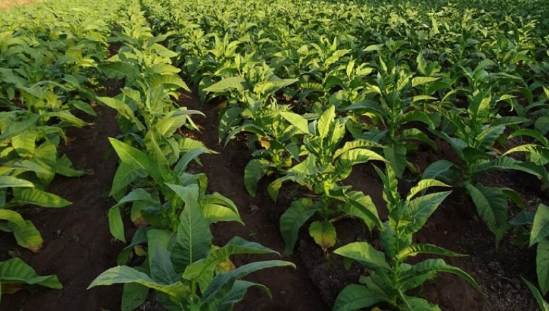 Tobacco Farmers in Andhra to Get Interest-Free Loans Post Cyclone Impact