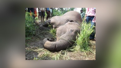 Tamil Nadu: Elephant Electrocuted In Forest Fringe Village