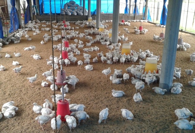 Meghalaya initiates measures against bird flu