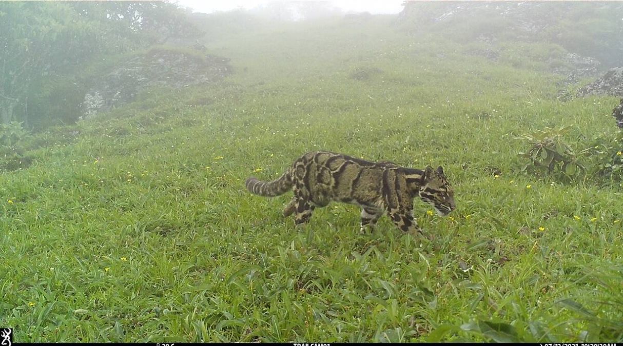 Clouded leopard spotted at 3700 m in a village in Nagaland, check details
