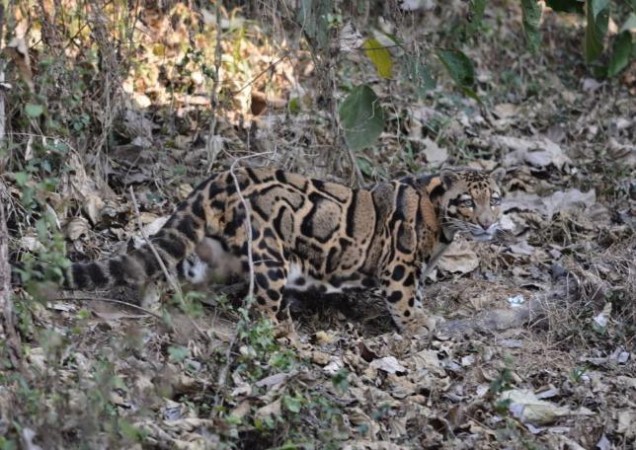 नागालैंड के एक गांव में 3700 मीटर पर देखा गया  तेंदुआ