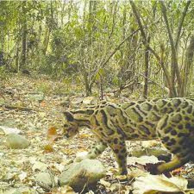 Clouded leopard spotted at 3700 m in a village in Nagaland, check details
