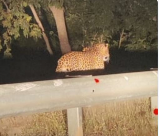 Leopard Spotted Roaming in Odisha’s Kalahandi,