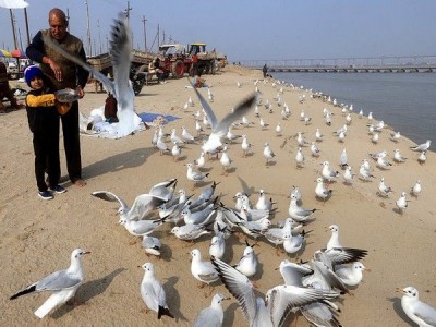 Maharashtra issues red alert, albeit no bird flu case reported yet