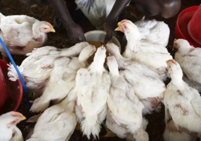 Bird flu yet to hit consumption: says Poultry Breeders Association v