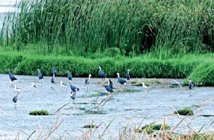 Tamil Nadu pushes for 'Ramsar' designation for 13 wetlands in state