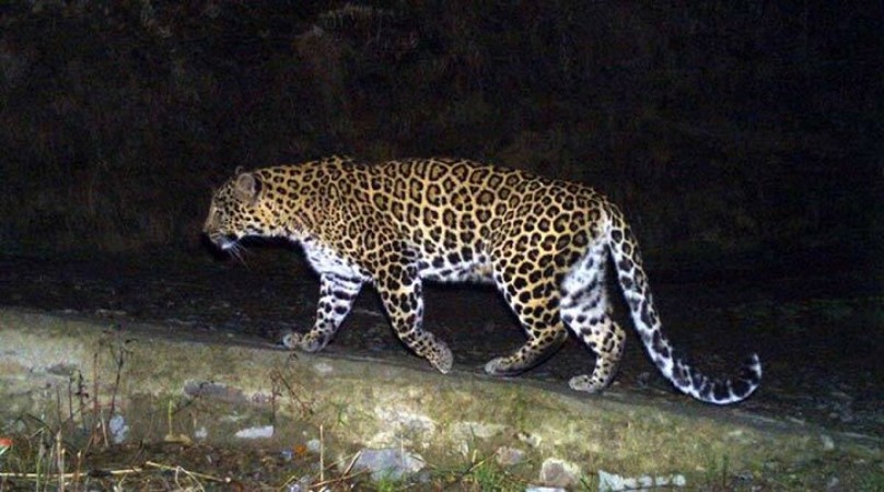 4-yr-child mauled to death by leopard Gujarat village