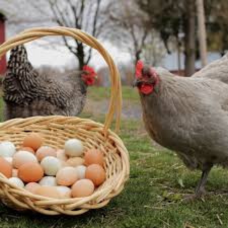 Eat chicken and eggs well cooked: WHO