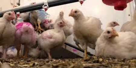 Telangana: There is a panic atmosphere due to the death of 120 chickens