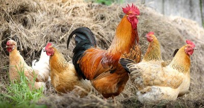 Southern  Kannada district authorities prohibit supply of poultry from Kerala