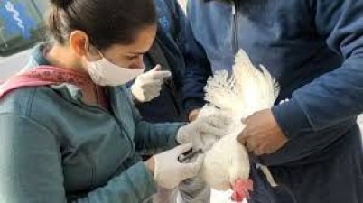 Bird flu: 1,256 samples were collected from poultry farms across the state