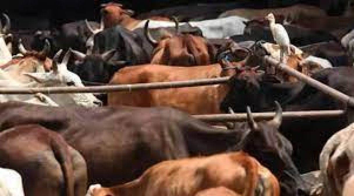 Cattle smugglers and police clash in Cooch Behar's Mekliganj, injuring 12 Police officers