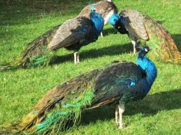 Five peacocks were found dead on Friday in Medak district of Telangana