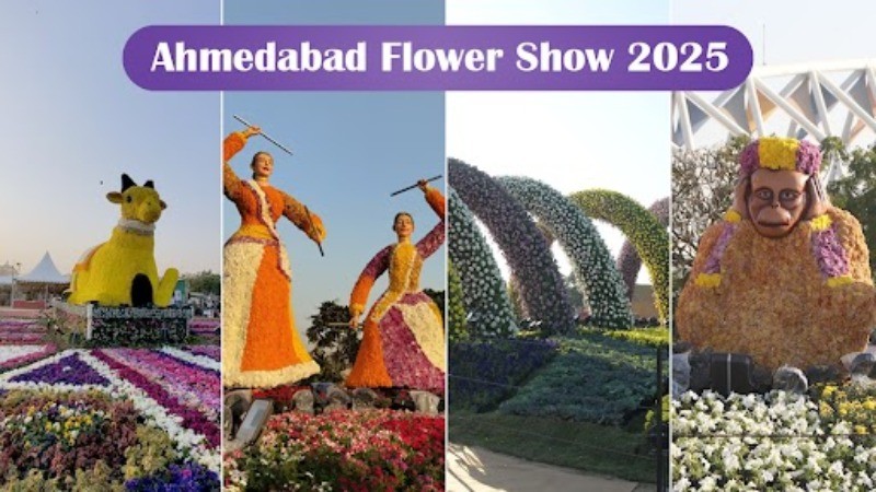 The Ahmedabad flower show 2025 is blooming and how! Visit to witness magical African daisies and the Orchid...