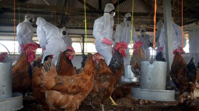Terrible! Bird Flu scare! 900 hens dead at a poultry farm in Parbhani