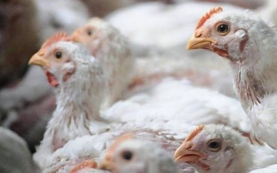 More than 100 chickens died in Telangana