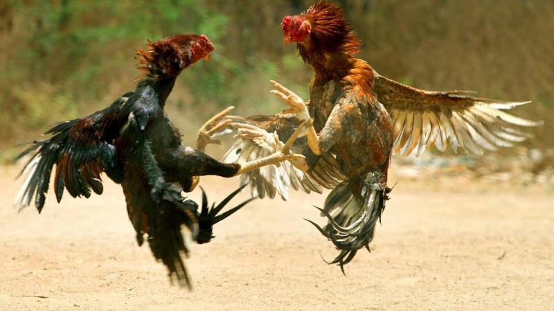 Action against the chicken fight: Police department