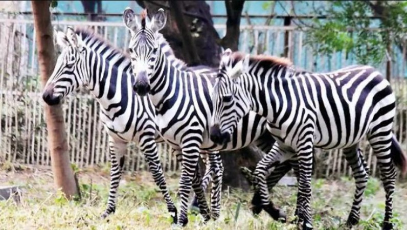 Exciting News: Zebras Set to Arrive at Indore Zoo!