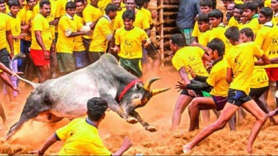 Jallikattu 2025: 5,347 Tamers Ready to Face 12,632 Bulls in Madurai