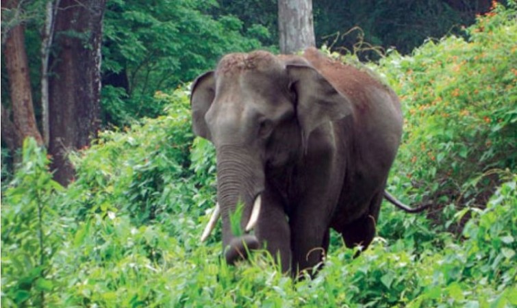 TamilNadu forms expert panels to identify new elephant corridors