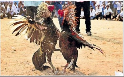Hyderabad Cocks ready for Sankranthi races in AP