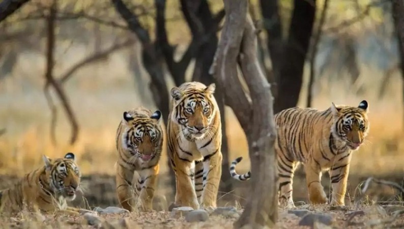 How Maharashtra's Pench Tiger Reserve Became India's First Dark Sky Park