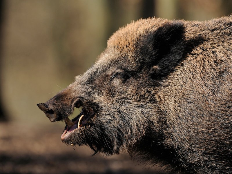 ओडिशा में जंगली सूअरों का आतंक, हमले में पांच लोग हुए घायल