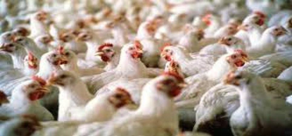 1000 chickens died in poultry farm in Nizamabad.