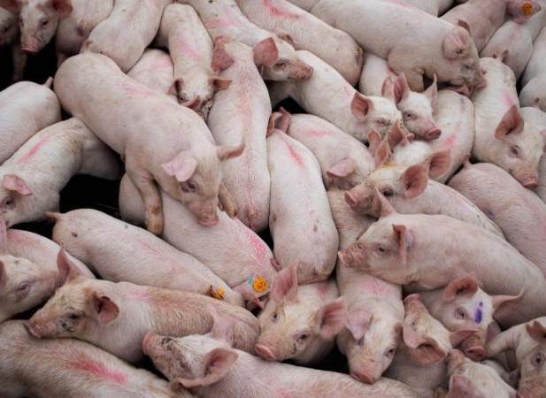 Nagaland: Veterinary department confirms outbreak of African Swine Fever