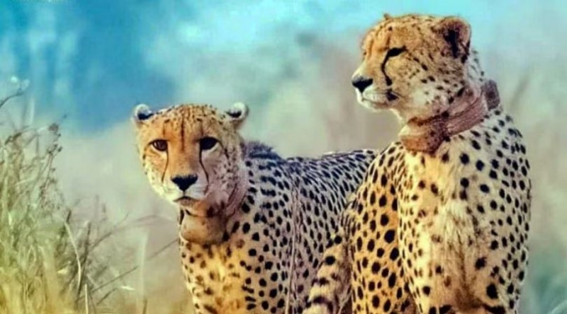 Breaking! Namibian Cheetah Shaurya Dies in MP's Kuno National Park