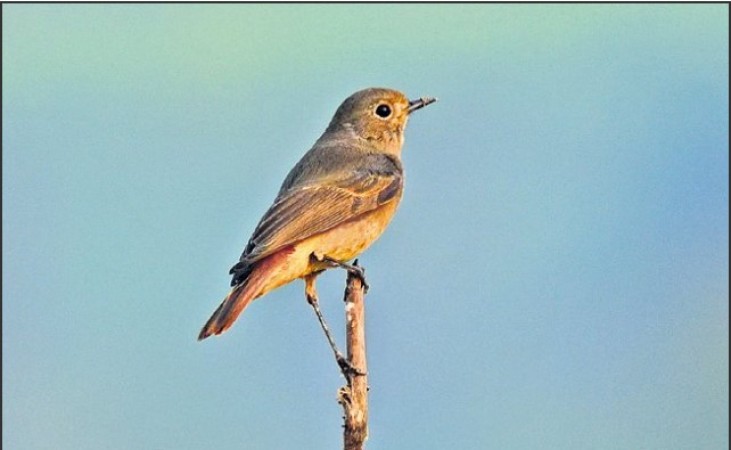Seven new species of birds found in wetlands