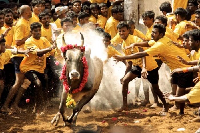 Madurai: Around 200 people seized for protesting on Jallikattu Ban