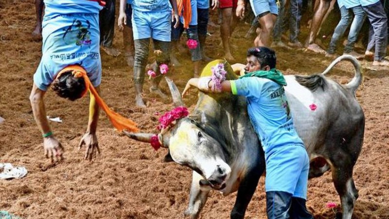 Bull-taming sport, 'Jallikattu' at Alanganallur began today