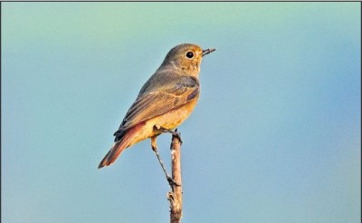 Seven new species of birds found in wetlands