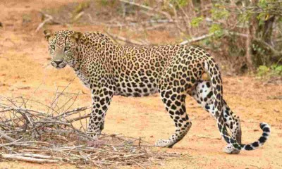 The leopard was found at the Hyderabad airport.