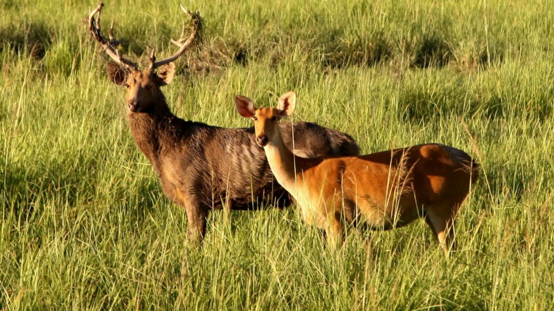 Assam: Total Count of 868 swam deer reached in Kaziranga