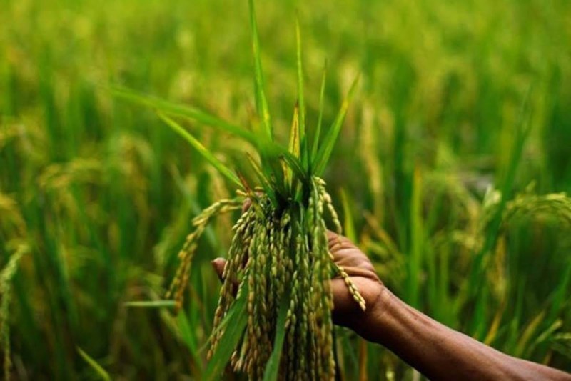 Kharif Marketing Season: Govt buys paddy worth Rs 1.08-La-Cr