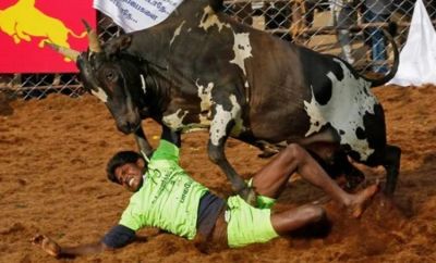 Bull-taming festival ‘Jallikattu’, Two killed and 30 injured