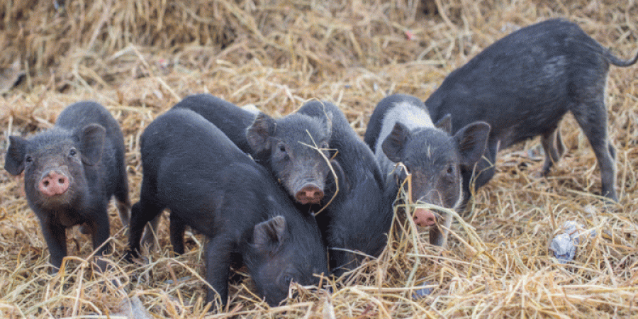 कोरोनावायरस के खिलाफ टीकाकरण अभियान के साथ सूअरों को भी लगेगा स्वाइन फ्लू का टीका