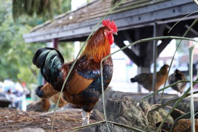 हिंगोली में 750 से अधिक पोल्ट्री फार्म की मुर्गियों की होगी जांच