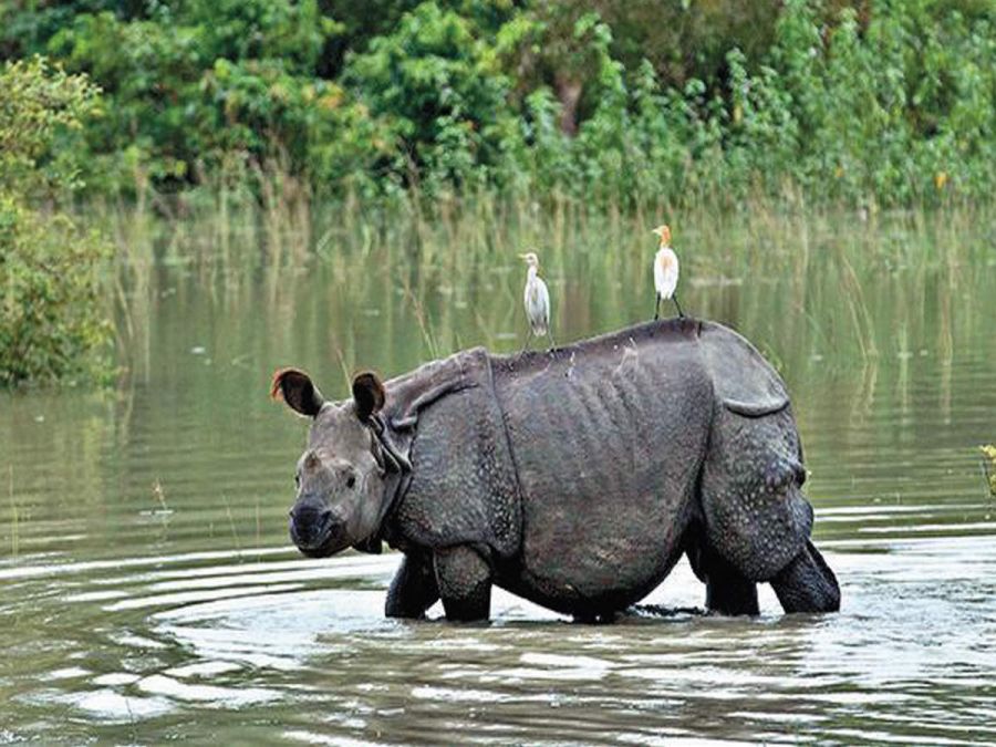 काजीरंगा राष्ट्रीय उद्यान में अवैध शिकार रोकने के लिए कमांडो फोर्स तैनात