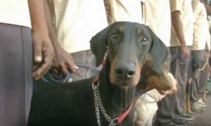 Coimbatore: 6 sniffer dogs passed out of detective training